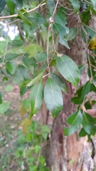 Syzygium formosanum
