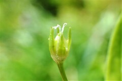 Stellaria calycantha
