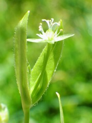 Stellaria calycantha