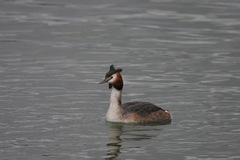 Podiceps cristatus