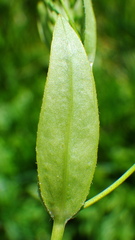 Stellaria calycantha