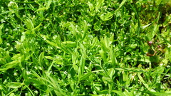Stellaria calycantha