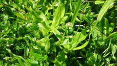 Stellaria calycantha
