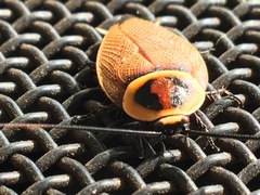 Ellipsidion reticulatum