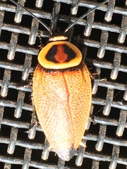Ellipsidion reticulatum