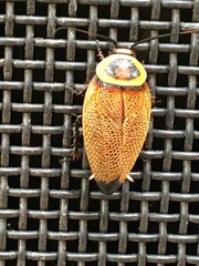 Ellipsidion reticulatum