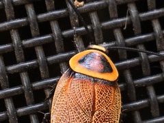 Ellipsidion reticulatum