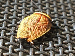 Ellipsidion reticulatum