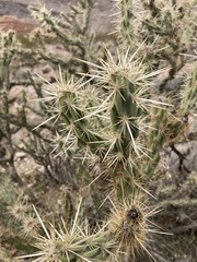 Cylindropuntia acanthocarpa acanthocarpa