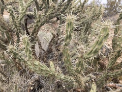 Cylindropuntia acanthocarpa acanthocarpa