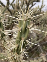 Cylindropuntia acanthocarpa acanthocarpa