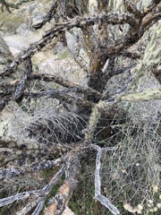Cylindropuntia acanthocarpa acanthocarpa