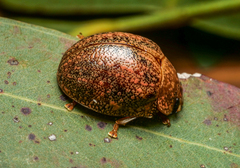 Paropsis wilsoni