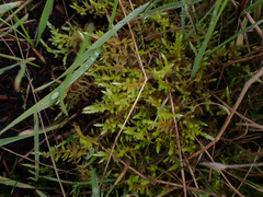 Calliergonella cuspidata