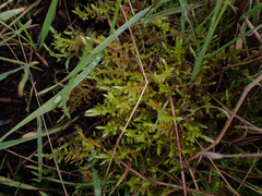 Calliergonella cuspidata