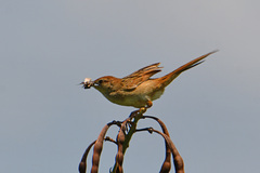 Cincloramphus timoriensis