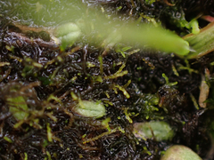 Cephaloziella