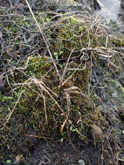 Trifolium willdenovii