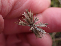 Trifolium willdenovii