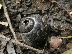 Victaphanta compacta