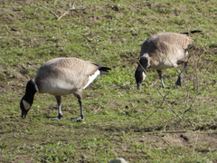 Branta hutchinsii