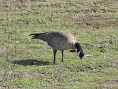 Branta hutchinsii