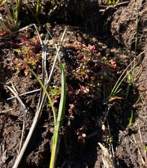Plantaginaceae