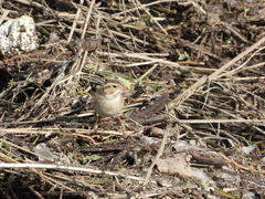 Spizella pallida