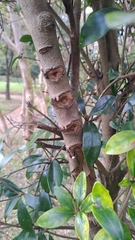 Ternstroemia gymnanthera