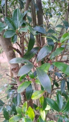 Ternstroemia gymnanthera