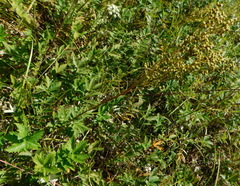 Filipendula stepposa