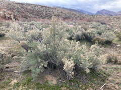 Ericameria paniculata