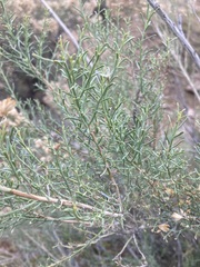 Ericameria paniculata