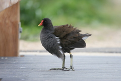 Gallinula chloropus