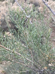 Ericameria paniculata