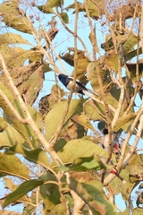 Copsychus saularis