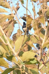 Copsychus saularis
