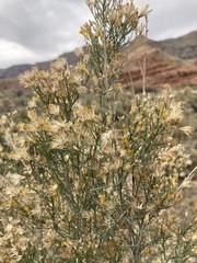 Ericameria paniculata