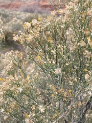 Ericameria paniculata