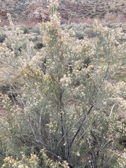 Ericameria paniculata