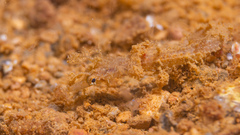 Acentronura breviperula