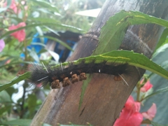 Dasychira chekiangensis