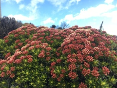 Ozothamnus ledifolius