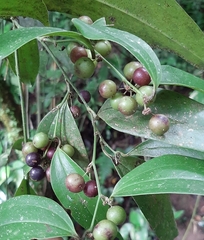 Smilax anceps