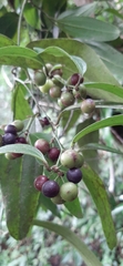 Smilax anceps