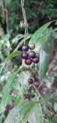 Smilax anceps