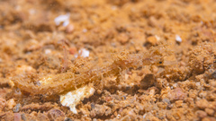 Acentronura breviperula