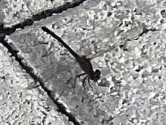 Erythrodiplax berenice