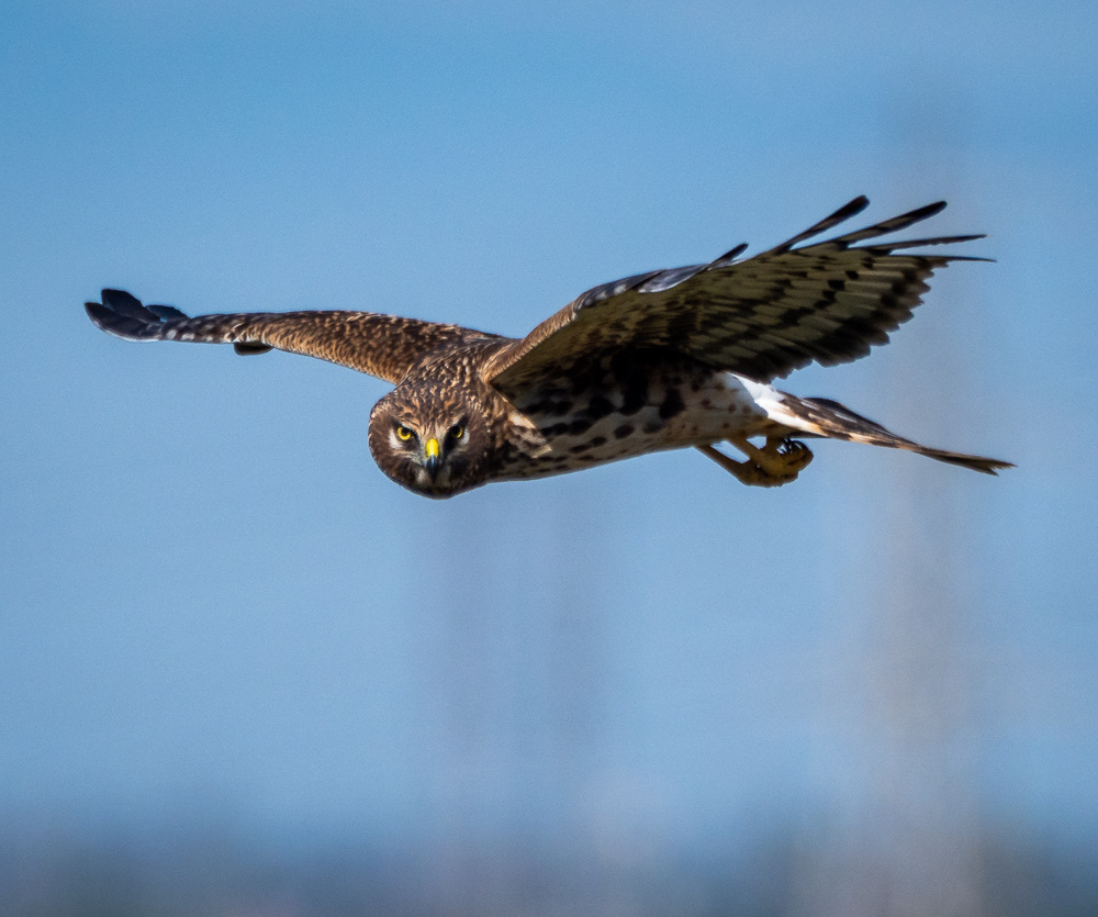 northern-harrier-from-fairview-park-costa-mesa-ca-us-on-january-8