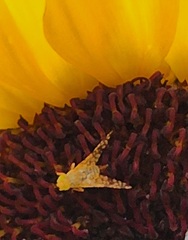 Neotephritis finalis